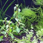 植栽から1日目